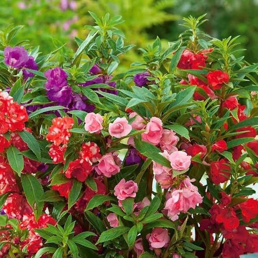 Mixed Rose seeds blooming into a colorful variety of rose types and hues, ideal for diverse, romantic garden displays